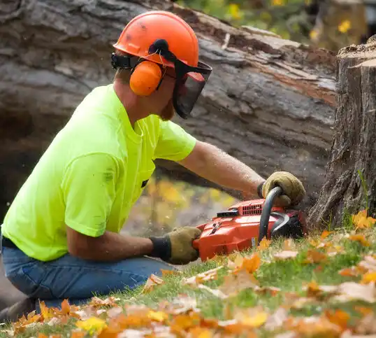 tree services Brooklyn Center